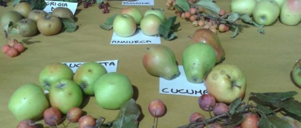 mostra pomologica pere e mele